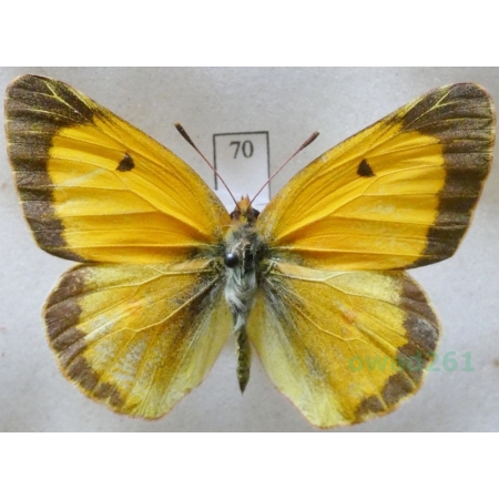 Colias croceus (Geoffroy, 1785) male Szlaczkoń sylwetnik Czech70